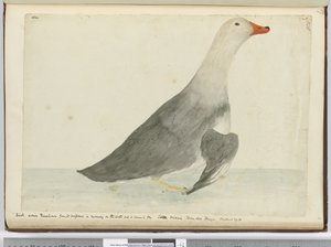 Eend genaamd Racehorse vanwege zijn snelheid op het water maar kan niet vliegen. Staten Island Tierra del Fuego. Woog 29 lbs, 1772-75