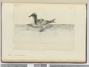 Pintado. Gezien in hoge zuidelijke breedtegraad, 1772-75