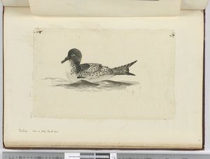 Pintado. Gezien in hoge zuidelijke breedtegraad, 1772-75