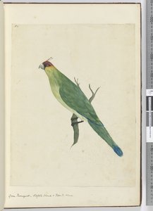 Groene parkiet, Norfolk Island & Vriendelijke Eilanden, 1772-75