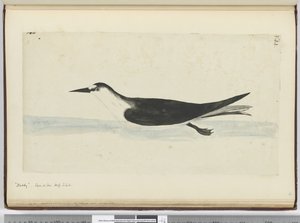 Noddy. Gezien op zee in hoge Z. breedte, 1772-75