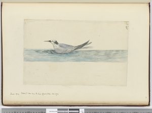 Kleine grijze stormvogel(?) gezien nabij Kaap de Goede Hoop. Okt. 1772, 1772-75