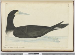 Aalscholver van Nieuw-Zeeland die hun nest in bomen maken, 1772-75