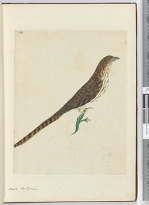 Havik, Nieuw-Zeeland, 1772-75