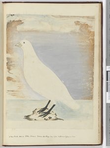 Een nieuwe vogel gezien op Staten Island Tierra del Fuego jan. 1774. Verondersteld om aan de kust te voeden, 1772-75