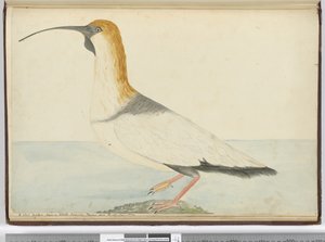Een nieuwe wulp. Gezien op Staten Island Tierra del Fuego jan. 1774, 1772-75 door Isaac Smith