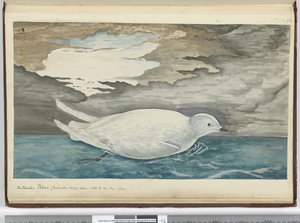 Antarctische stormvogel (kleiner dan nr. 29) gezien met het ijs jan. 1772, 1772-75