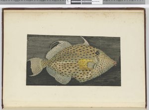 Een vis genaamd Oude Vrouw van S. Jago, 1772-75