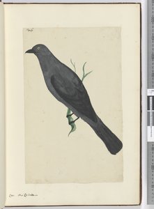 Kraai, Nieuw-Caledonië, 1772-75 door Isaac Smith