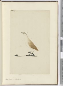 Kleine plevier, Nieuw-Zeeland, 1772-75 door Isaac Smith