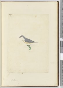 Onbekende Nieuw-Zeelandse vogel, 1772-75