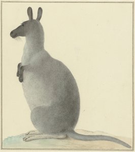Kangoeroe
