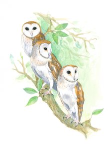 3 kerkuilen