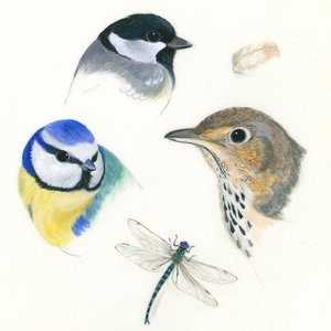 Studie van vogels en libel