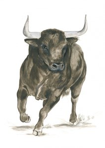 Kracht van een aanvallende stier