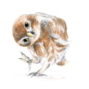 Nieuwsgierige uil
