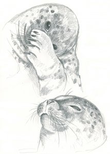Tekening van grijze zeehonden
