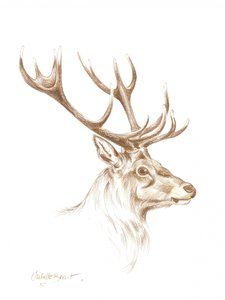 Tekening van een majestueus hert