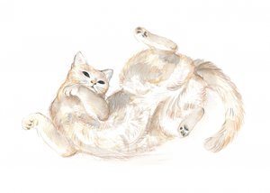 Speelse kat