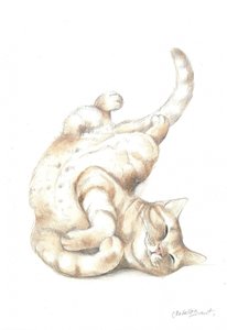 Ontspannen kat