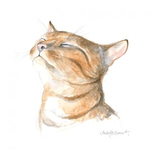 Rustige gestreepte kat