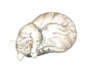 Slapende cyperse kat
