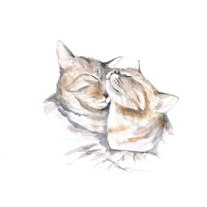 Lief slapende katten