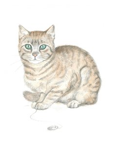 Cyperse kat en knoop