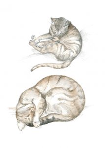 Twee kattenstudies