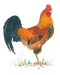 Levendige hanenscène