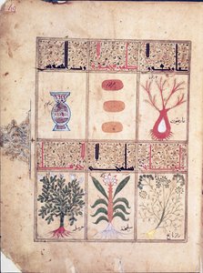Ms. Arabe 2964 fol.49 Planten uit het Verhandeling over Theriak na Galien, 1217