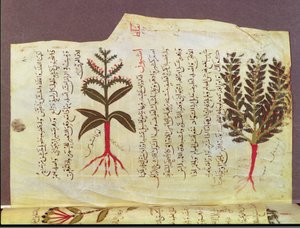 Planten uit een verhandeling van Dioscorides, 13e eeuw door Islamic School