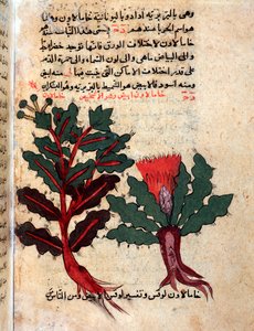 Pagina uit een medisch herbarium (manuscript)