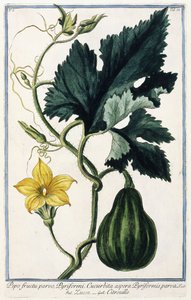 Een Pompoen, 1772-1784