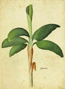 Acorus calamus door Ulisse Aldrovandi door Italian School