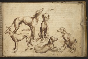 Honden van verschillende rassen (