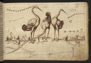 Kraanvogels (