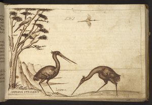 Reiger (