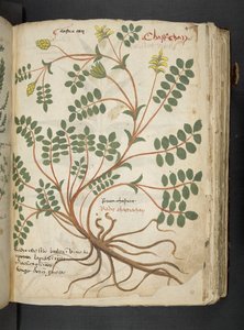 Een kruidenboek, Belluno