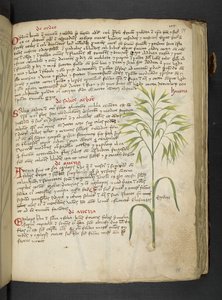 Een kruidenboek, Belluno door Italian School