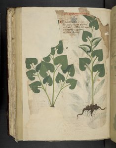 Add MS 41623 f.104v Anthurium, uit 