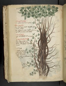 Add MS 41623 f.110v Mangroveboom, uit 