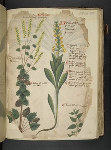 Een kruidenboek, Belluno