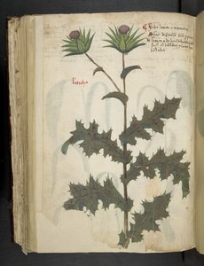 Distel, een kruidenboek, Belluno