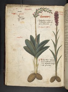 Een kruidenboek, Belluno