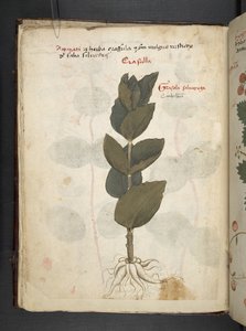 Een kruidenboek, Belluno door Italian School