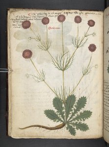 Add MS 41623 f.26v 