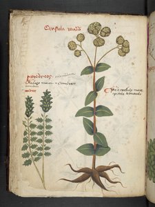 Een kruidenboek, Belluno door Italian School