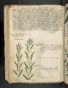 Een kruidenboek, Belluno door Italian School