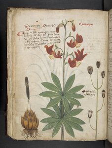 Een kruidenboek, Belluno